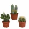 Cactus, Box De 3 Plantes - H15cm, ø10,5cm - Plantes D'intérieur -VIDA Plantes Magasin 5fc673d699503e12