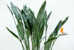Strelitzia Reginae Xl - H160cm, ø35cm - Très Grande Plante D'intérieur -VIDA Plantes Magasin 6026aa047d49873e