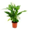 Spathiphyllum "cupido", Feuille Simple - Pot De 17cm 2 Spathiphyllum "cupido", Feuille Simple - Pot De 17cm -VIDA Plantes Magasin 60c746f5a6067be4