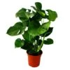 Monstera Deliciosa - Feuille De Fenêtre - Pot De 21cm - Hauteur Env. 50-60cm -VIDA Plantes Magasin 616992d25bbb849c