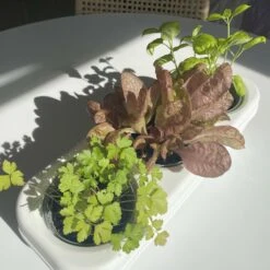 Kit Prêt à Planter - 3 Feuilles -VIDA Plantes Magasin 618d7303dd53041a