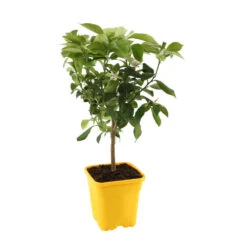 Citronnier "4 Saisons" : H.40/60 Cm - Pot De 5 Litres -VIDA Plantes Magasin 619974 003