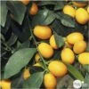 Kumquat : H.40/60 Cm - Pot De 5 Litres -VIDA Plantes Magasin 619976 001