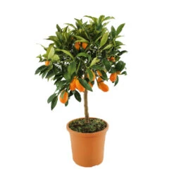 Kumquat : H.40/60 Cm - Pot De 5 Litres -VIDA Plantes Magasin 619976 003
