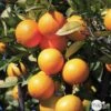 Oranger : C5L, H40/60 PC -VIDA Plantes Magasin 619979 001