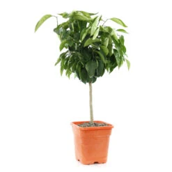 Oranger : C5L, H40/60 PC -VIDA Plantes Magasin 619979 002