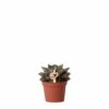 Echeveria Purpusorum - H9cm, ø6cm - Plante D'intérieur -VIDA Plantes Magasin 61abcf3b4f7cb40d