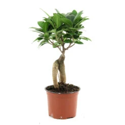Ficus Ginseng : D.12, H.20/30cm -VIDA Plantes Magasin 624208 001 1