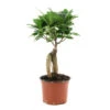 Ficus Ginseng : D.12, H.20/30cm -VIDA Plantes Magasin 624208 001