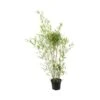 Bambou Moyen Phyllostachys Humilis: Pot De 3 Litres -VIDA Plantes Magasin 627599 002