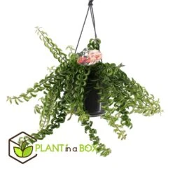 Aeschynanthus Twister - Pot ⌀15cm - L.25cm (hauteur Pot Incluse) -VIDA Plantes Magasin 628631ff311e07.84525760