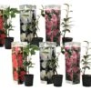 Assorti De 6 Caméllias Du Japon - Pot ⌀9 Cm - H.25-40cm (hauteur Pot Incluse) -VIDA Plantes Magasin 628632adf34bc5.91138852