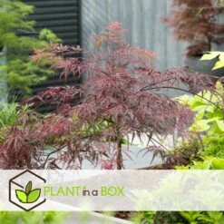 Erable Japonais Garnet - Pot ⌀19 Cm - H. 60-70cm (hauteur Pot Incluse) -VIDA Plantes Magasin 628632aed1cfb3.48539952