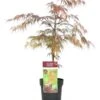 Erable Japonais Garnet - Pot ⌀19 Cm - H. 60-70cm (hauteur Pot Incluse) -VIDA Plantes Magasin 628632aed74ae7.31978578
