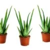 Set De 3 Aloë Vera - Pot ⌀12 Cm - H.20-30 Cm (hauteur Du Pot Incluse) -VIDA Plantes Magasin 628632b2595654.18737648