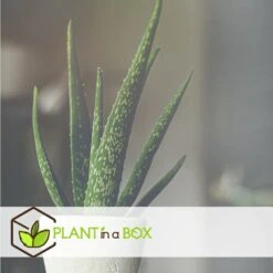 Set De 3 Aloë Vera - Pot ⌀12 Cm - H.20-30 Cm (hauteur Du Pot Incluse) -VIDA Plantes Magasin 628632b25d8728.70560661