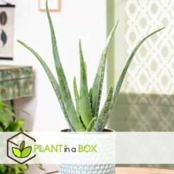 Set De 3 Aloë Vera - Pot ⌀12 Cm - H.20-30 Cm (hauteur Du Pot Incluse) -VIDA Plantes Magasin 628632b260a176.98889869