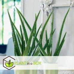 Set De 3 Aloë Vera - Pot ⌀12 Cm - H.20-30 Cm (hauteur Du Pot Incluse) -VIDA Plantes Magasin 628632b263b983.03284251