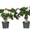 Set De 2 Jatropha Podagrica - Pot ⌀13cm - H.25-45cm (hauteur Pot Incluse) -VIDA Plantes Magasin 628632b349e042.18754134