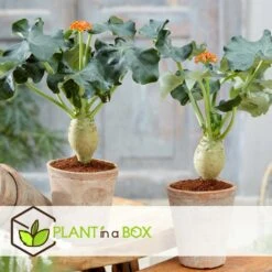 Set De 2 Jatropha Podagrica - Pot ⌀13cm - H.25-45cm (hauteur Pot Incluse) -VIDA Plantes Magasin 628632b34fdc44.40632517