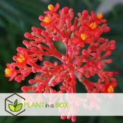Set De 2 Jatropha Podagrica - Pot ⌀13cm - H.25-45cm (hauteur Pot Incluse) -VIDA Plantes Magasin 628632b3539b72.60863965