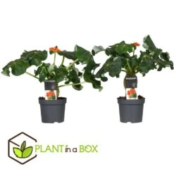 Set De 2 Jatropha Podagrica - Pot ⌀13cm - H.25-45cm (hauteur Pot Incluse) -VIDA Plantes Magasin 628632b35c9ad4.63811229