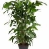 Caryota Mitis - Pot ⌀27 Cm - H. 120-130cm (hauteur Pot Incluse) -VIDA Plantes Magasin 628632b49c7b67.67025966