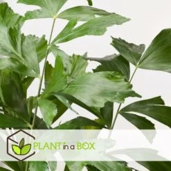 Caryota Mitis - Pot ⌀27 Cm - H. 120-130cm (hauteur Pot Incluse) -VIDA Plantes Magasin 628632b4a09989.02712162