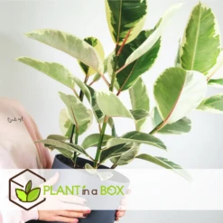 Ficus Elastica Tineke - Pot ⌀24cm - H.80-100cm (hauteur Pot Incluse) -VIDA Plantes Magasin 628632b95950e8.89576887