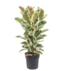 Ficus Elastica Tineke - Pot ⌀24cm - H.80-100cm (hauteur Pot Incluse) -VIDA Plantes Magasin 628632b9662aa3.52910493