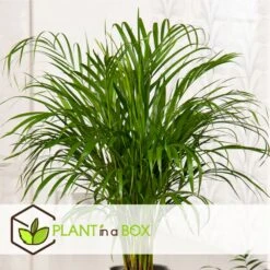 Palmier Areca - Pot ⌀27 Cm - H. 140-150cm (hauteur Pot Incluse) 8 Palmier Areca - Pot ⌀27 Cm - H. 140-150cm (hauteur Pot Incluse) -VIDA Plantes Magasin 628632bc4c2cc9.44668380