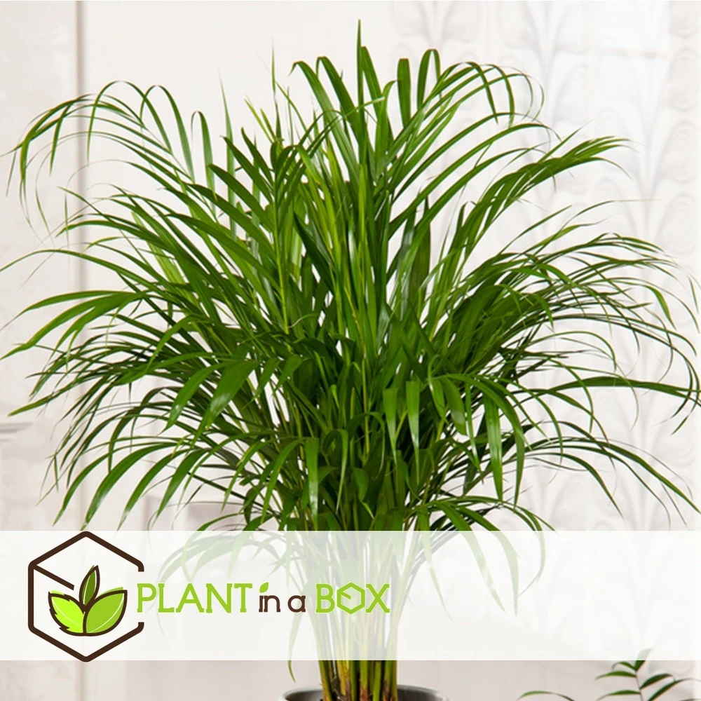 Palmier Areca - Pot ⌀27 Cm - H. 140-150cm (hauteur Pot Incluse) 5 Palmier Areca - Pot ⌀27 Cm - H. 140-150cm (hauteur Pot Incluse) – Image 3