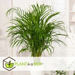 Palmier Areca - Pot ⌀27 Cm - H. 140-150cm (hauteur Pot Incluse) 9 Palmier Areca - Pot ⌀27 Cm - H. 140-150cm (hauteur Pot Incluse) -VIDA Plantes Magasin 628632bc506f44.58266034