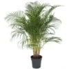 Palmier Areca - Pot ⌀27 Cm - H. 140-150cm (hauteur Pot Incluse) -VIDA Plantes Magasin 628632bc53a7a1.13752278