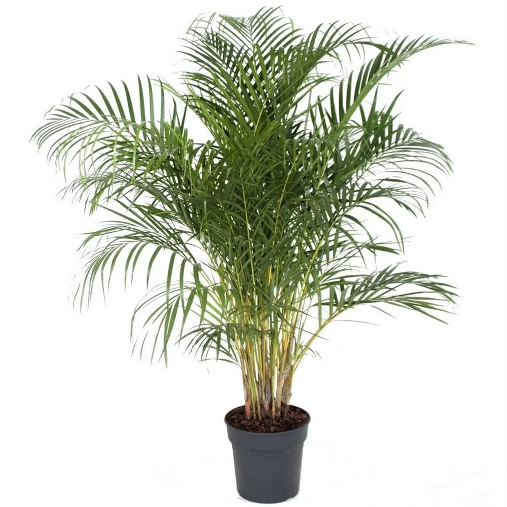 Palmier Areca - Pot ⌀27 Cm - H. 140-150cm (hauteur Pot Incluse) 3 Palmier Areca - Pot ⌀27 Cm - H. 140-150cm (hauteur Pot Incluse)