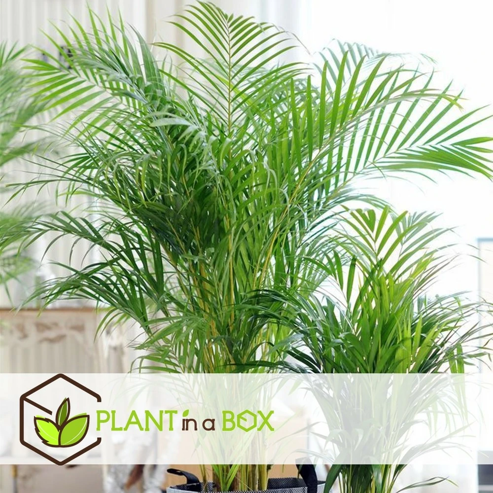 Palmier Areca - Pot ⌀27 Cm - H. 140-150cm (hauteur Pot Incluse) 4 Palmier Areca - Pot ⌀27 Cm - H. 140-150cm (hauteur Pot Incluse) – Image 2