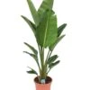 Strelitzia Nicolai - Pot ⌀28 Cm - H. 150-170cm (hauteur Pot Incluse) -VIDA Plantes Magasin 6286357f889193.83343922