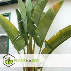 Strelitzia Nicolai - Pot ⌀28 Cm - H. 150-170cm (hauteur Pot Incluse) -VIDA Plantes Magasin 6286357f8ceb16.17021121
