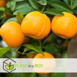 Assorti De 6 Citrus - Pot ⌀9 Cm - H.25-40cm (hauteur Pot Incluse) -VIDA Plantes Magasin 62868e16a2c885.98770529