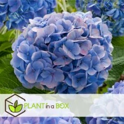 Set De 3 Hortensia Bleu - Pot ⌀9cm - H.25-40cm (hauteur Pot Incluse) -VIDA Plantes Magasin 628bcc610cf8c4.99397614