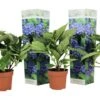 Set De 3 Hortensia Bleu - Pot ⌀9cm - H.25-40cm (hauteur Pot Incluse) -VIDA Plantes Magasin 628bcc61153864.79038718