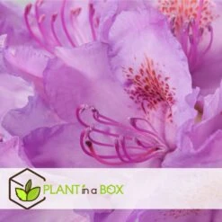 Assorti De 3 Rhododendron - Pot ⌀9cm - H.25-40cm (hauteur Pot Incluse) -VIDA Plantes Magasin 628bcc62089c45.24594978