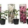 Assorti De 3 Rhododendron - Pot ⌀9cm - H.25-40cm (hauteur Pot Incluse) -VIDA Plantes Magasin 628bcc620f9a99.02415280