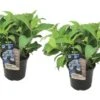 Set De 2 Hortensias Summerglow - Pot ⌀19cm - H.25-40cm (hauteur Pot Incluse) -VIDA Plantes Magasin 628bcc64cf70c7.15979495