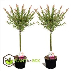 Set De 2 Salix Flamingo - Pot ⌀17cm - H.60-80cm (hauteur Pot Incluse) -VIDA Plantes Magasin 628bcd268cf506.37066184