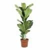 Ficus Lyrata - Pot ⌀21cm - H.90-110cm (hauteur Pot Incluse) -VIDA Plantes Magasin 628bcf28143460.13674956