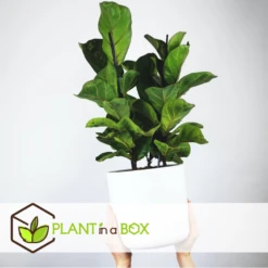 Ficus Lyrata - Pot ⌀21cm - H.90-110cm (hauteur Pot Incluse) -VIDA Plantes Magasin 628bcf282ed869.06342210