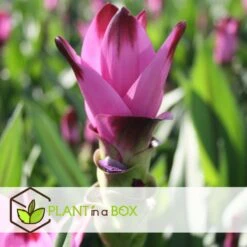 Curcuma - Pot ⌀19cm - H.80-100cm (hauteur Pot Incluse) -VIDA Plantes Magasin 628bcf3a10c717.51416827