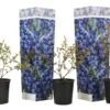 Set De 3 Myrtilliers - Pot ⌀9cm - H.25-40cm (hauteur Pot Incluse) -VIDA Plantes Magasin 628bd093160b60.58868685