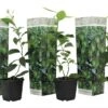 Set De 3 Citrus Lime - Pot ⌀9cm - H.25-40cm (hauteur Pot Incluse) -VIDA Plantes Magasin 628c216d8cb283.55661086